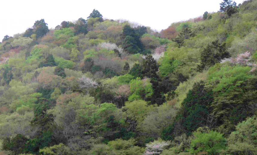 4月14日本谷川瀬戸橋から丹沢山方向