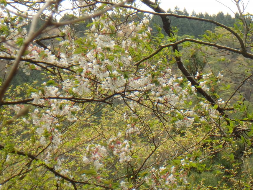 4月14日鍋割山後沢乗越周辺