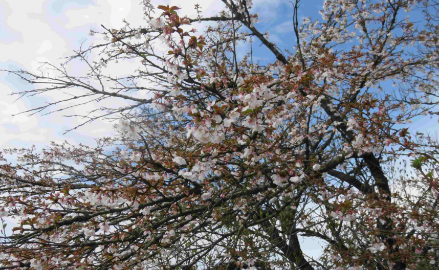 4月16日表尾根二ノ塔周辺サクラ見ごろ