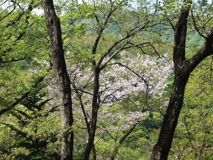 230419辺室山のサクラ類