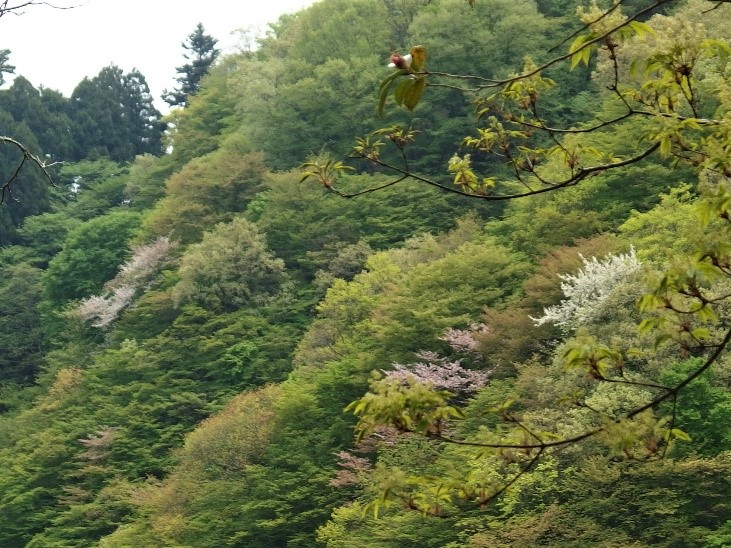 230419大山三峰東側斜面のサクラ類