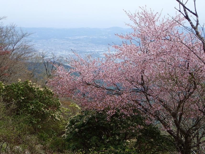 230424鍋割山山頂周辺のサクラ類