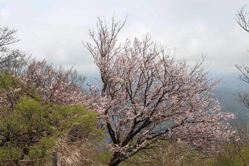 230429檜洞丸山頂周辺のサクラ類