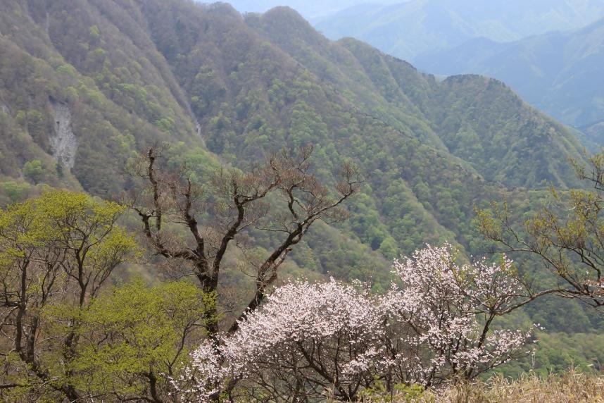 230429檜洞丸犬越路から山頂の間のサクラ類