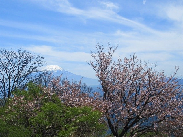 230503檜洞丸山頂のマメザクラ