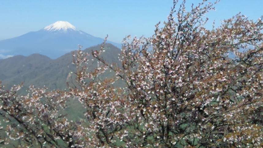 令和5年5月4日蛭ヶ岳周辺