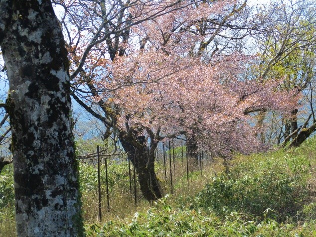 230503熊笹ノ峰周辺のマメザクラ