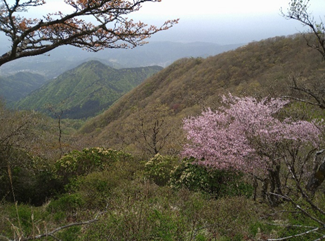 230422鍋割山陵のサクラ類