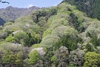 萌葱色の里山