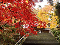 大雄山最乗寺のもみじの写真