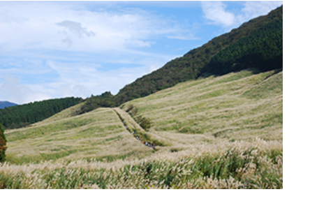 仙石原すすき草原の写真