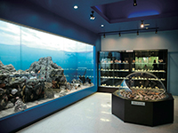 遠藤海類博物館内の写真