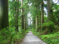 箱根旧街道杉並木の写真