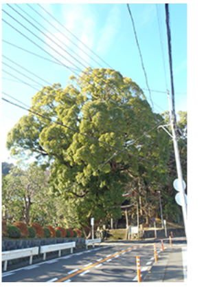 八幡神社のクスノキの写真