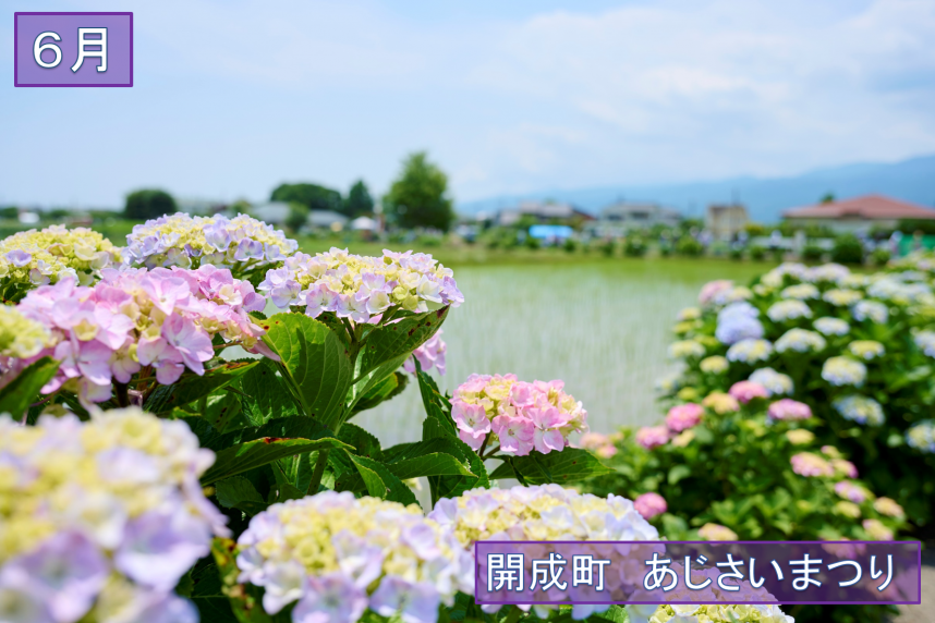 アジサイ六月