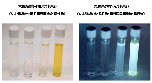 大腸菌群と大腸菌の検査