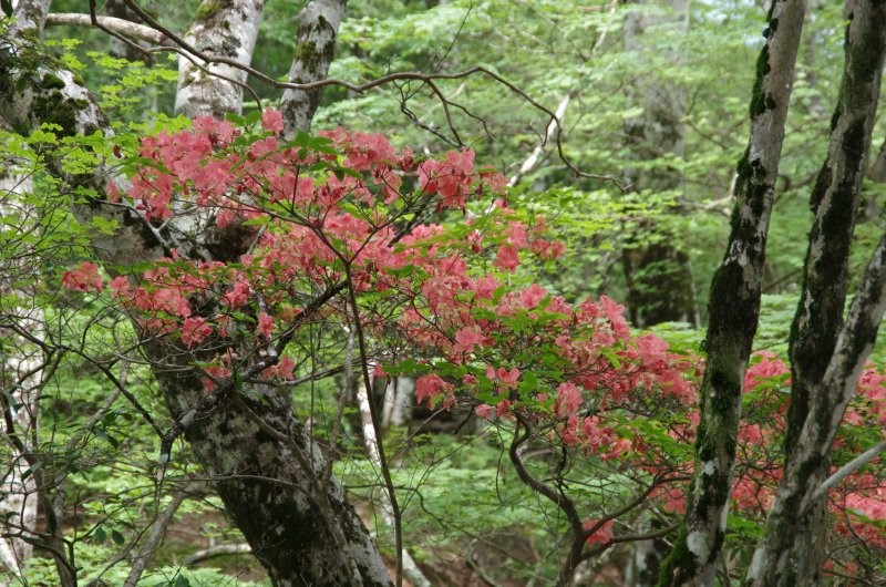 6月18日ヤマツツジ畦ヶ丸標高1200メートル