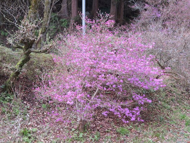 230330石砂山登山口周辺のミツバツツジ