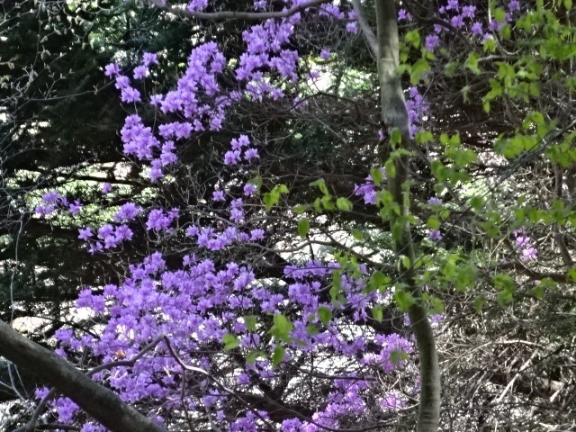 230404阿夫利神社下社周辺