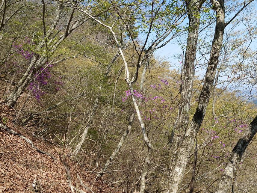 230404宮ヶ瀬越から仏果山山頂の間