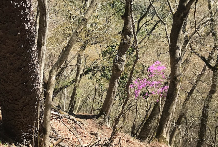 4月5日善大倉尾根標高950m