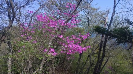 230411大倉尾根堀山の家周辺のミツバツツジ