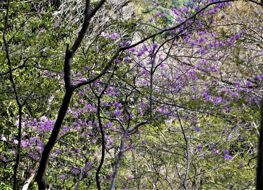 230411大山雷ノ峰尾根のミツバツツジ