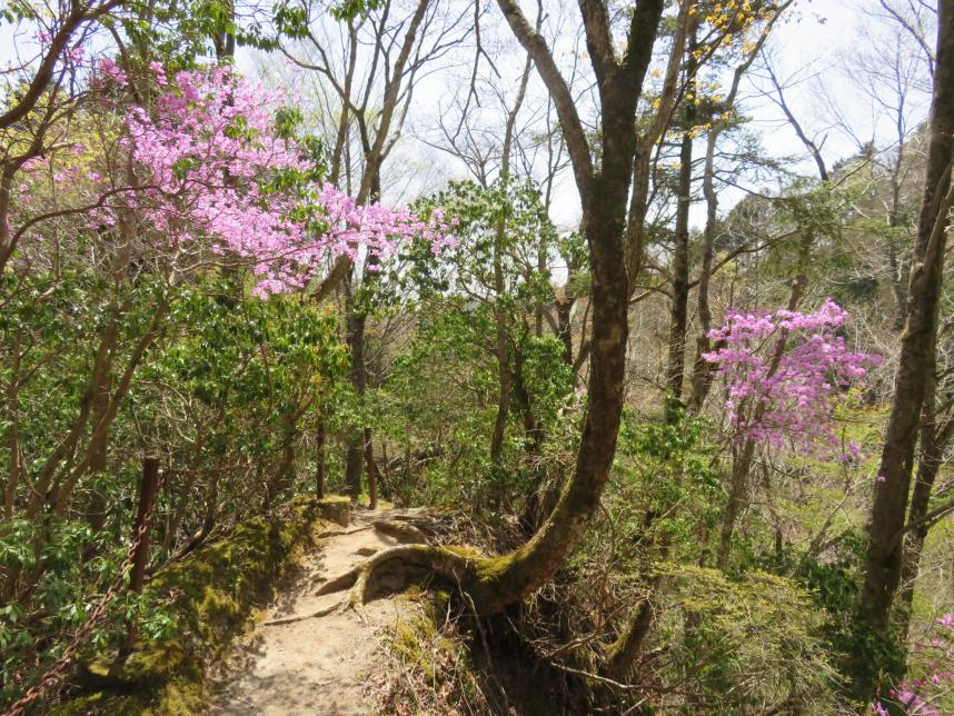 230413畦ヶ丸山頂周辺のミツバツツジ