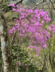 4月14日大倉尾根見ごろミツバツツジ