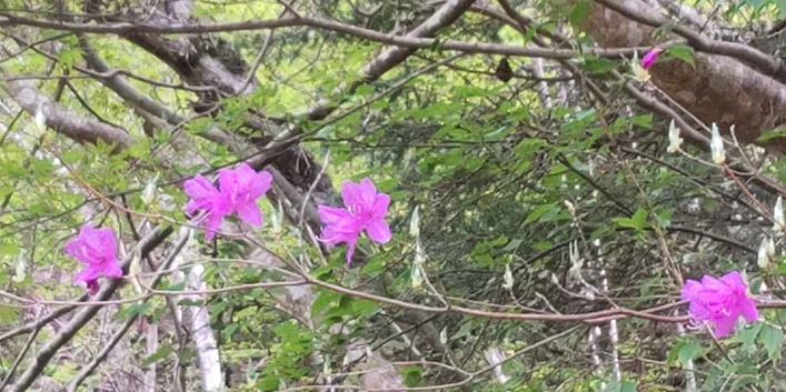 4月14日塩水林道見ごろ過ぎミツバツツジ