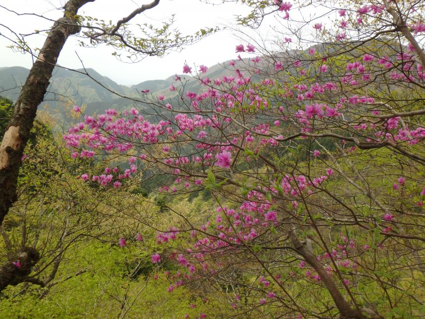 230414鍋割山後沢乗越周辺のミツバツツジ