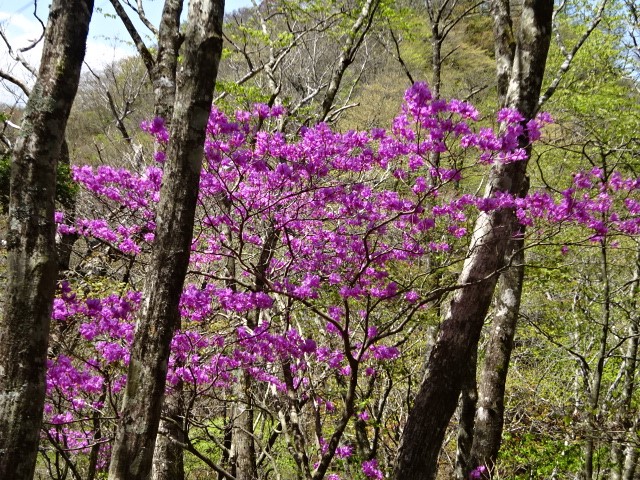 230427大棚ノ頭周辺のミツバツツジ