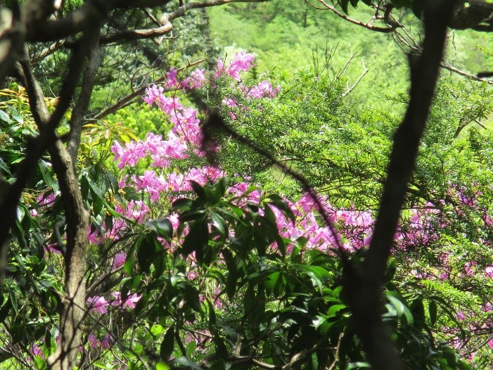 230428大山三峰のミツバツツジ