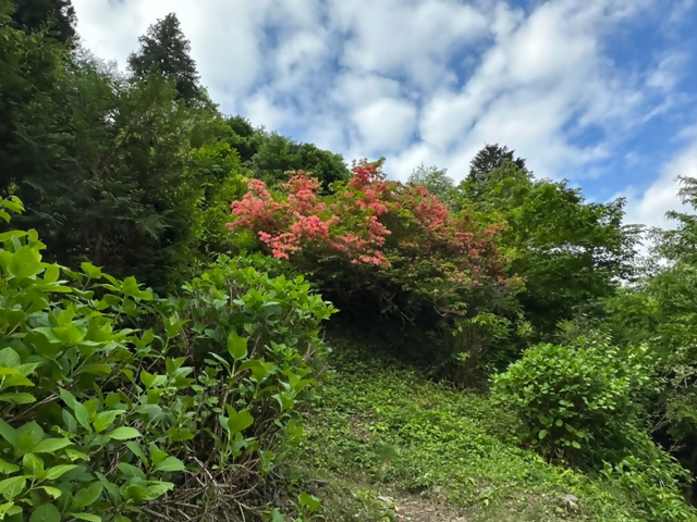 230501陣馬山和田登山口周辺のヤマツツジ