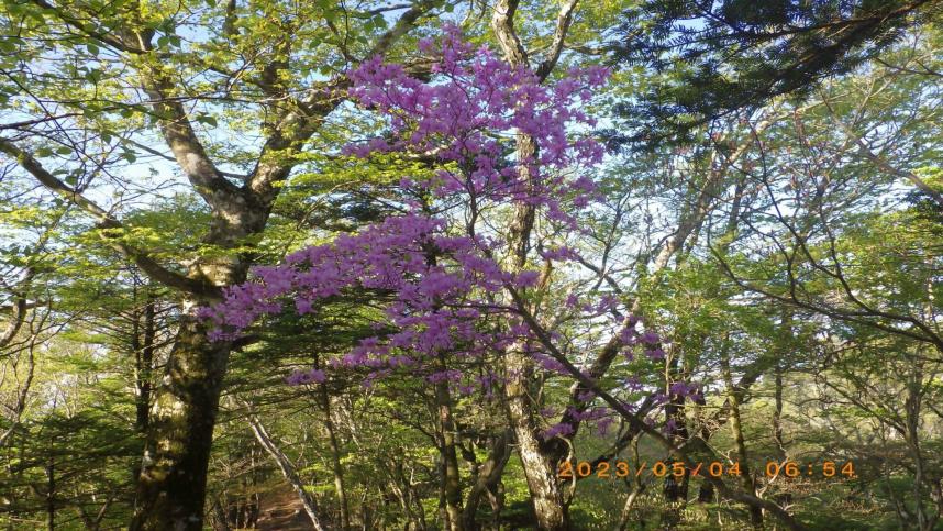 令和5年5月6日菰釣山大棚沢ノ頭