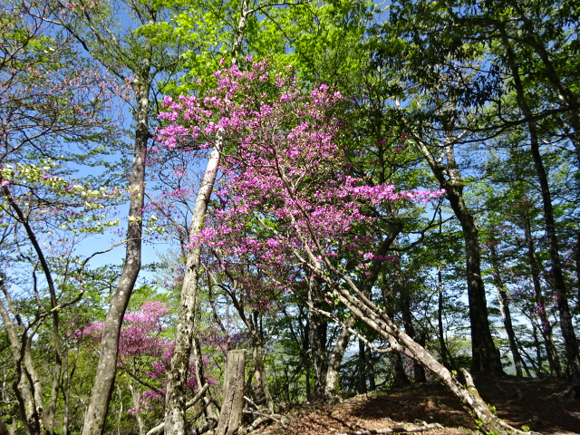 5月10日大界木山山頂