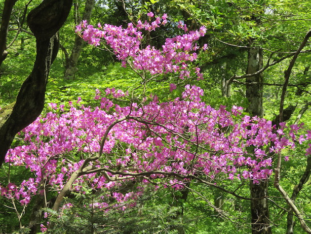 5月10日山伏峠分岐