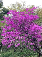 5月12日大山山頂ミツバツツジ