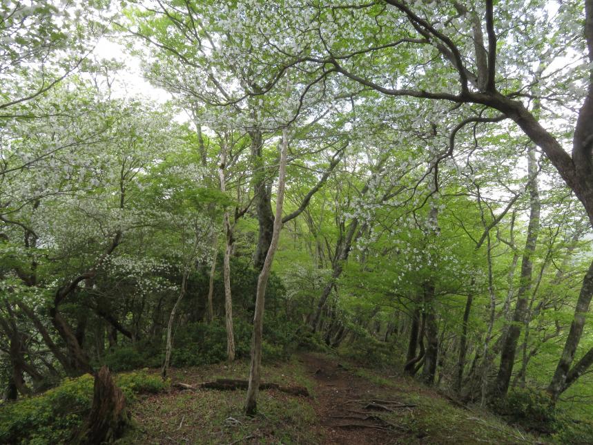 5月12日丹沢山天王寺尾根シロヤシオ