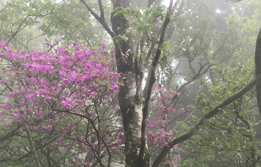 5月21日大山山頂周辺トウゴクミツバツツジ