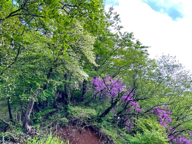 5月25日檜洞丸つつじ新道