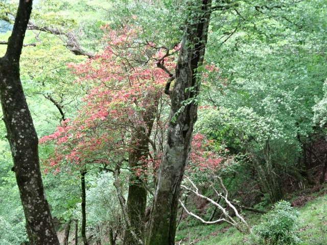 5月26日大山見晴台ヤマツツジ