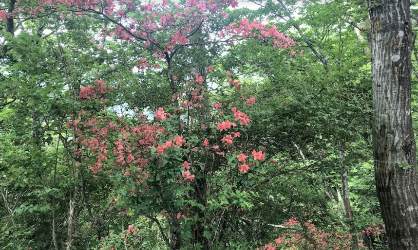 230527堀山の家周辺のヤマツツジ