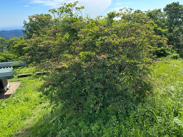 230604陣馬山山頂のヤマツツジ