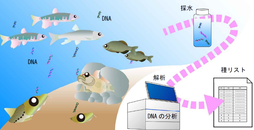 環境DNA調査のイメージ