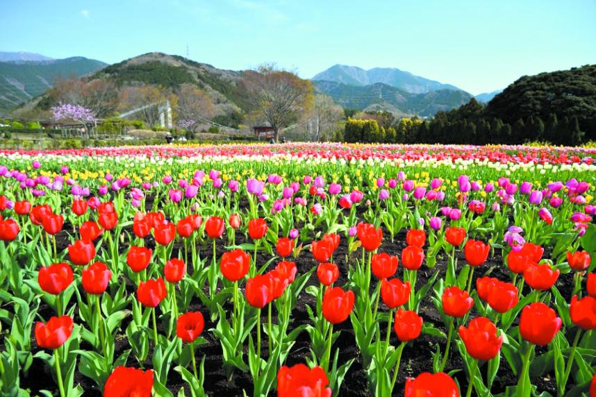 戸川公園