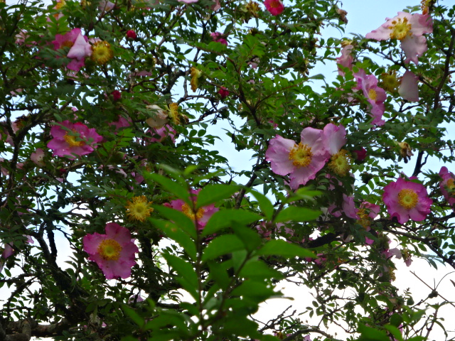 6月13日鉄砲木ノ頭周辺