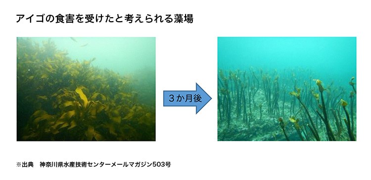 アイゴの食害を受けたと考えられる藻場の図表