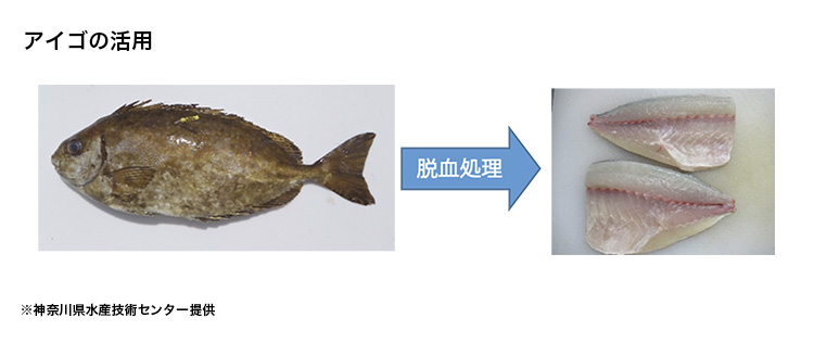 定置網で大量に水揚げされた大型アイゴの図表