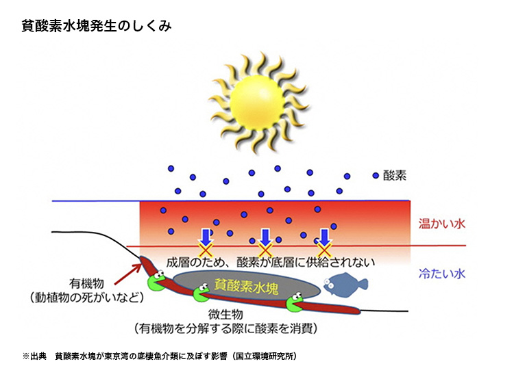 貧酸素水塊発生のしくみの図表